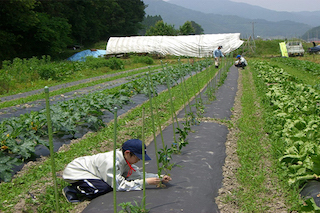 對比美國和日本農(nóng)業(yè)發(fā)展，中國農(nóng)業(yè)路在何方？